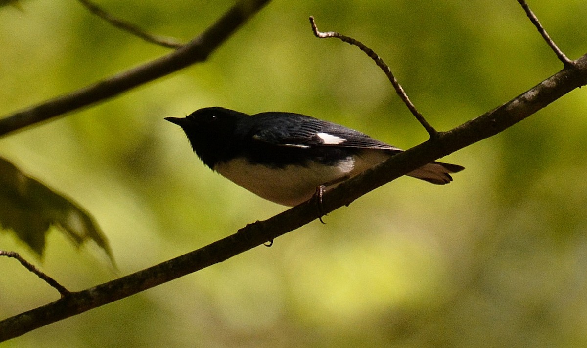 Black-throated Blue Warbler - ML568958311