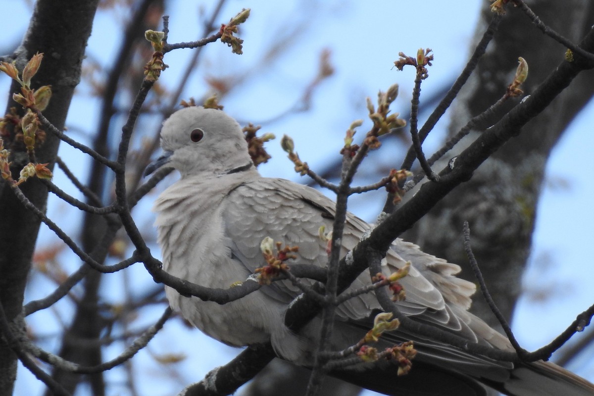 Eurasian Collared-Dove - ML568958321