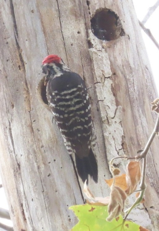 Nuttall's Woodpecker - ML568959001
