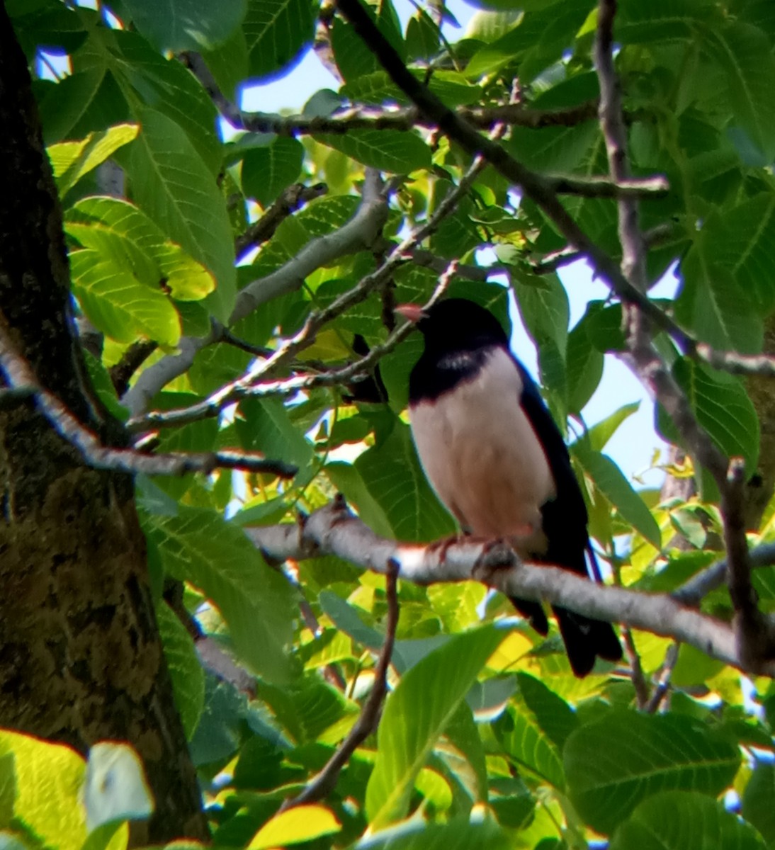 Rosy Starling - ML568959311