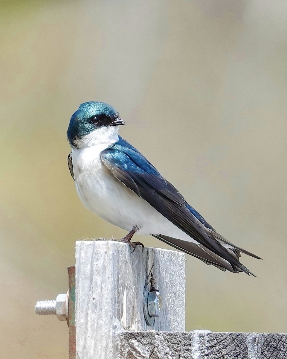 Golondrina Bicolor - ML568959981