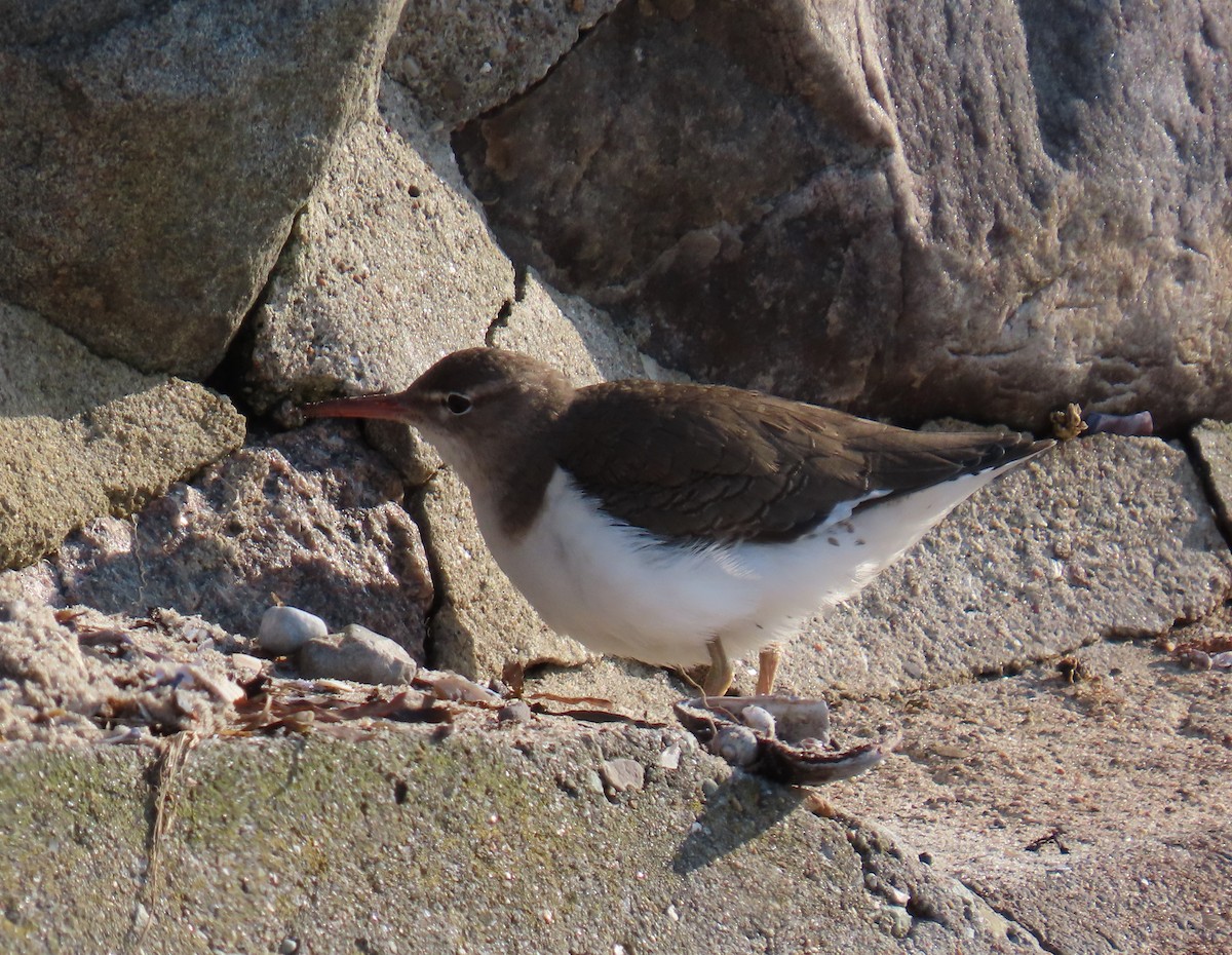 Spotted Sandpiper - ML568962031