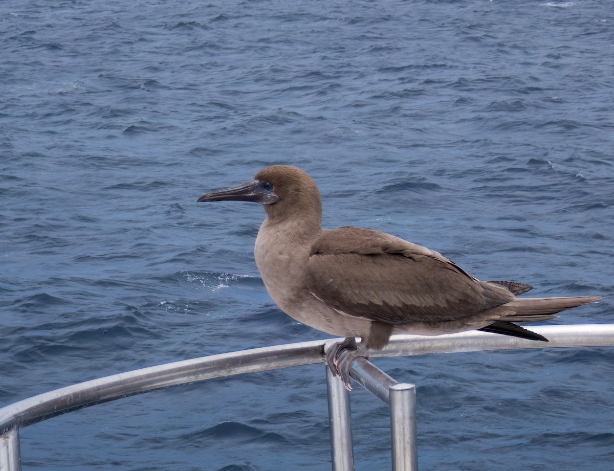 Red-footed Booby - ML568962511