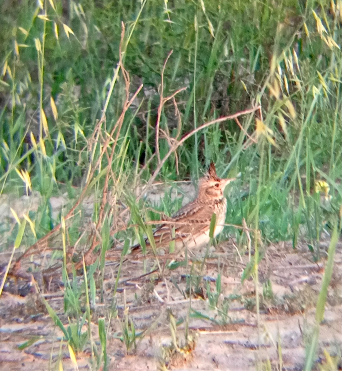 Crested Lark - ML568962891