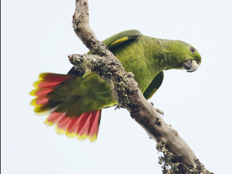 Amazona Nuquiescamosa