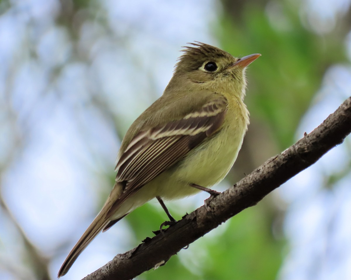 Western Flycatcher (Pacific-slope) - ML568964381