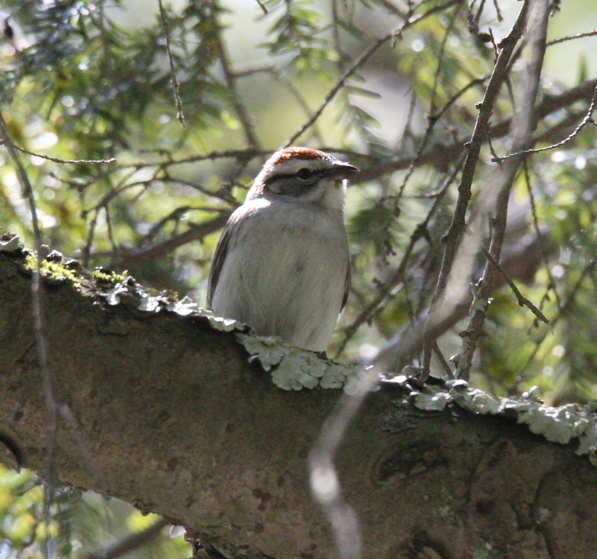 Chipping Sparrow - ML568967101