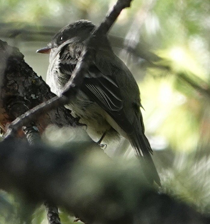 Western Flycatcher (Cordilleran) - ML568967131