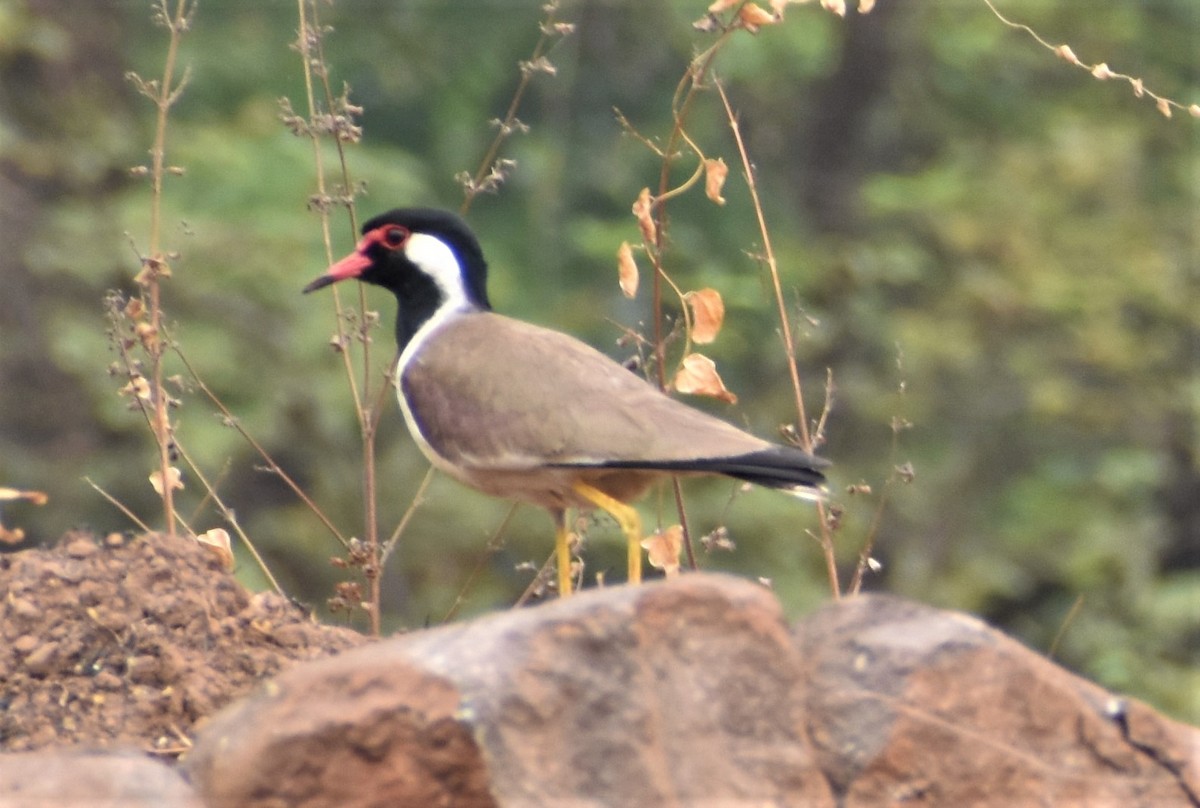 Red-wattled Lapwing - ML568967941