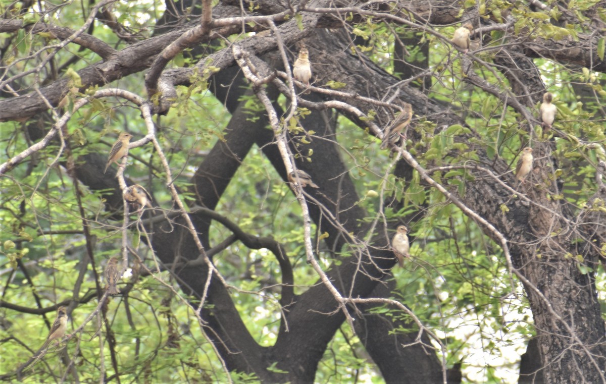 Baya Weaver - Samiksha Chavan