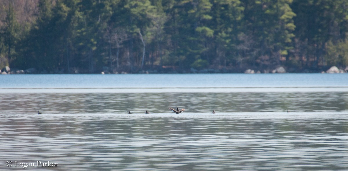 Red-necked Grebe - Logan Parker