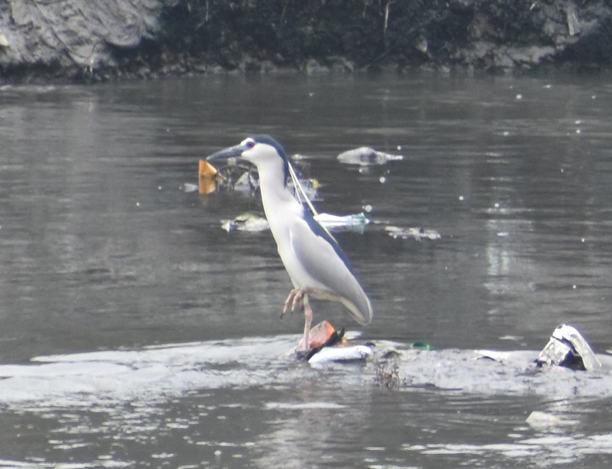 Black-crowned Night Heron - ML568968151