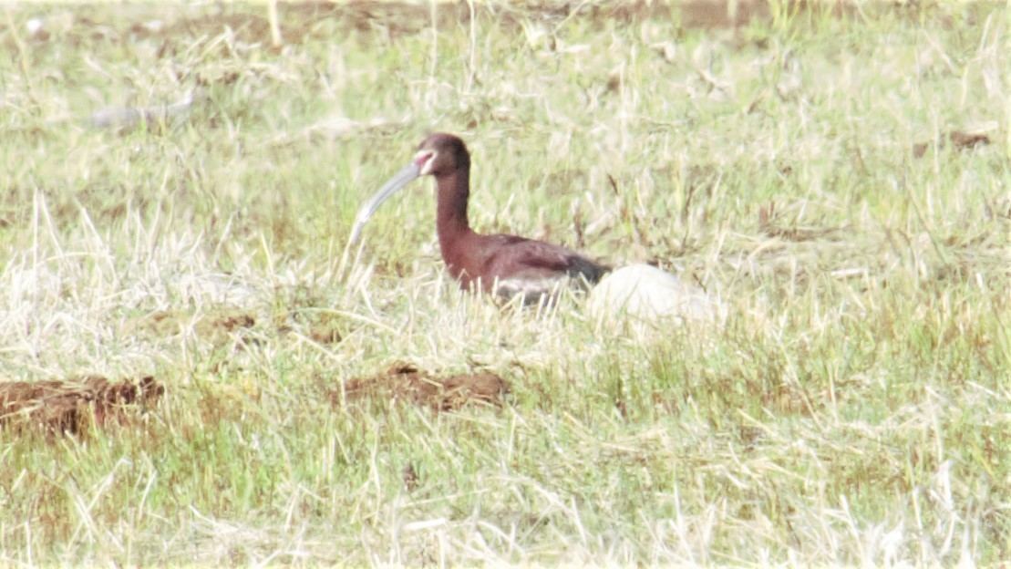 ibis americký - ML568968601