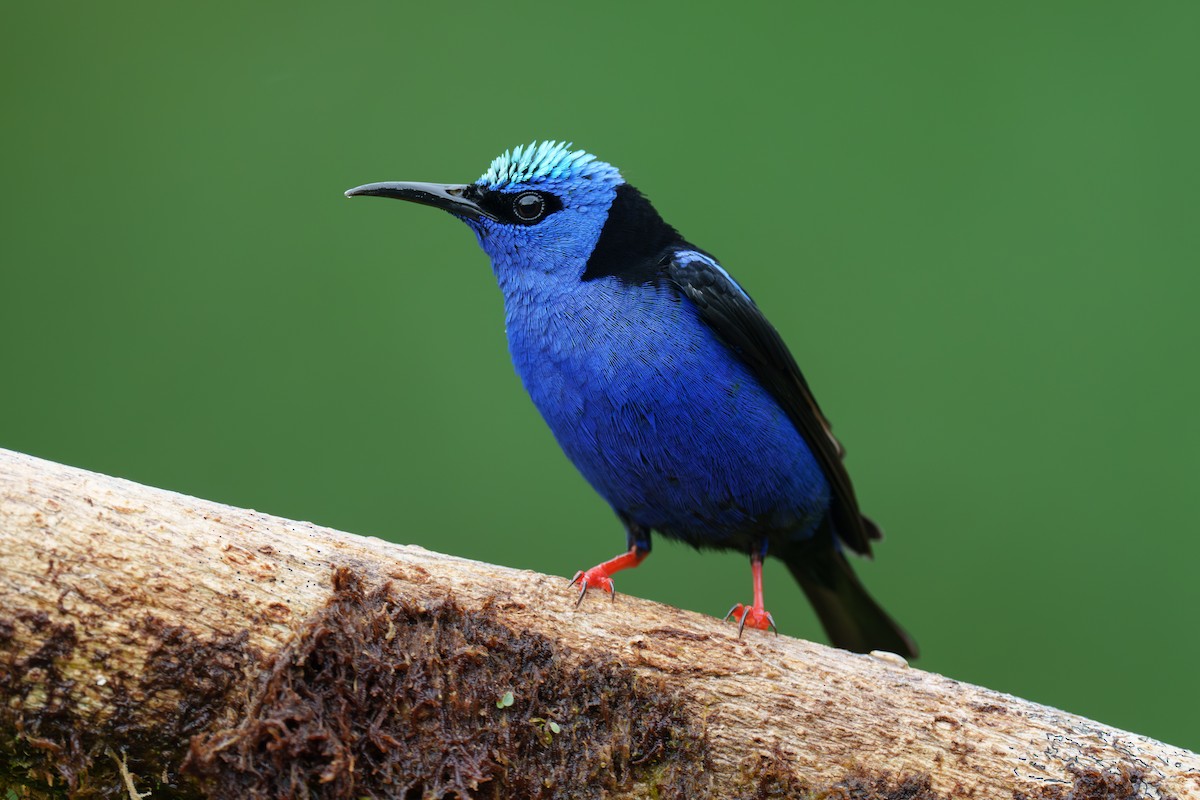 Red-legged Honeycreeper - ML568968901