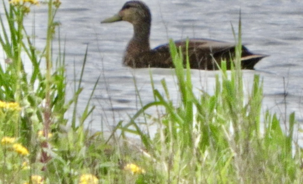 Canard noir - ML568969141