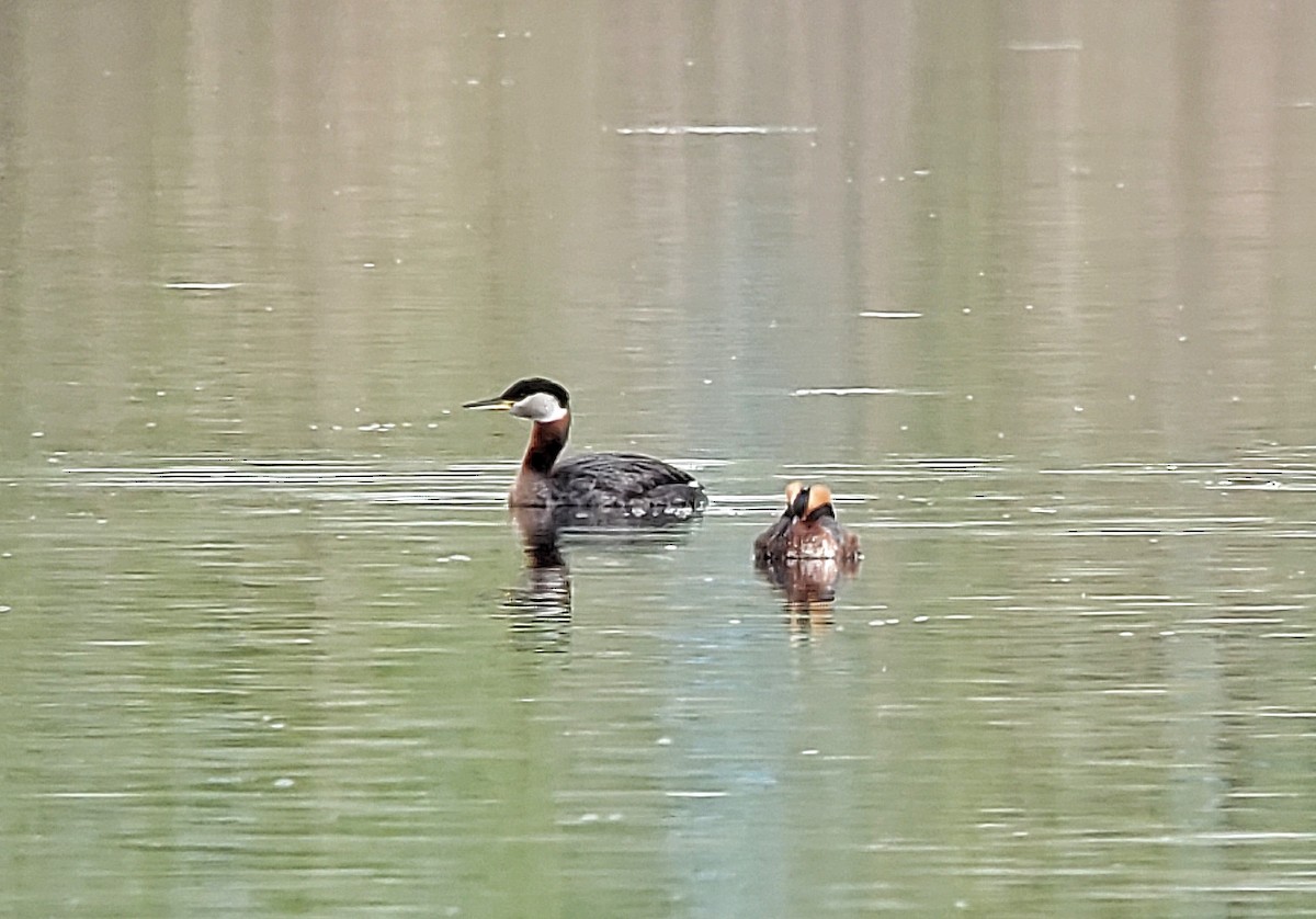 Red-necked Grebe - ML568969691