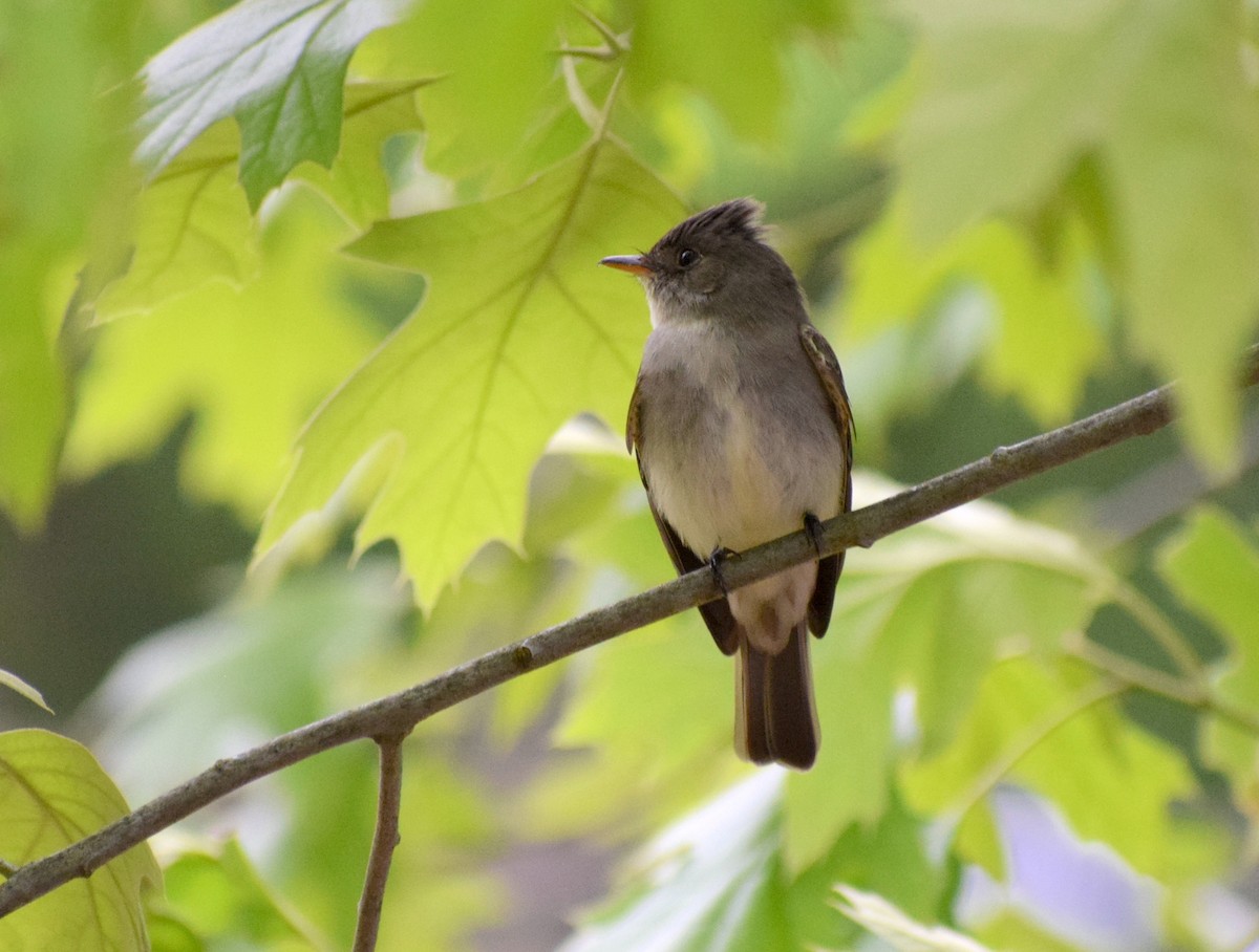 Eastern Wood-Pewee - ML568969711