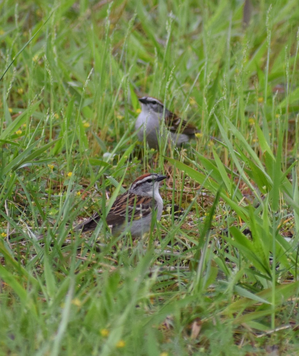 Chipping Sparrow - ML568970131