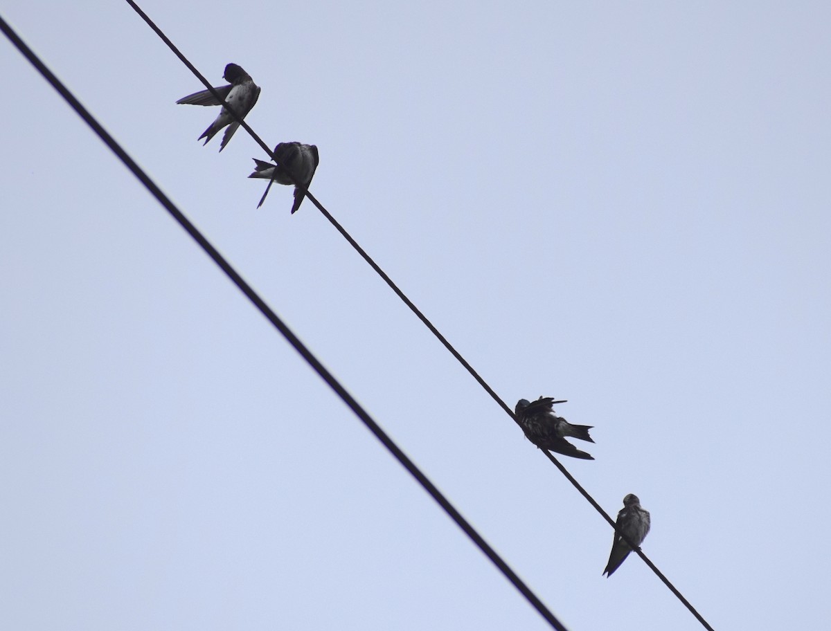 Purple Martin - ML568970821