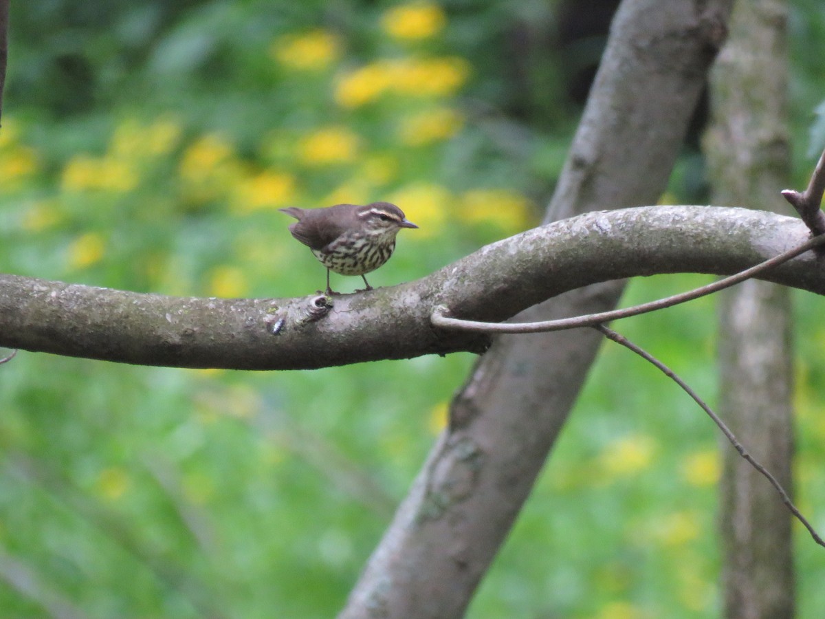 Drosselwaldsänger - ML568973851