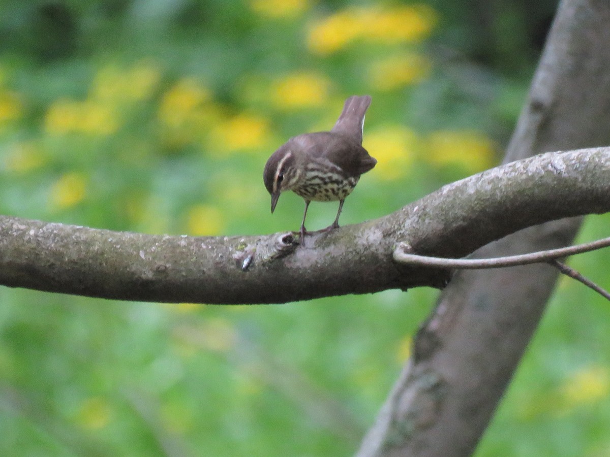 Northern Waterthrush - ML568973861