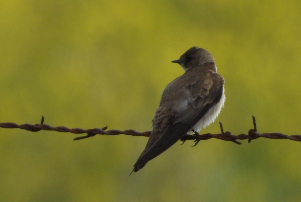 Hirondelle à ailes hérissées - ML568974331