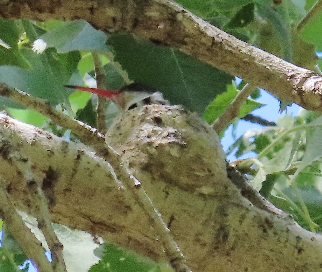 Violet-crowned Hummingbird - ML568977021