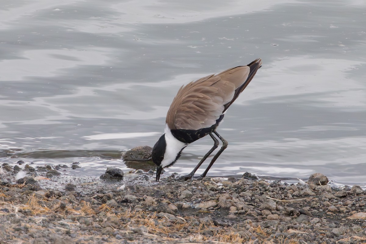 Spur-winged Lapwing - ML568977581