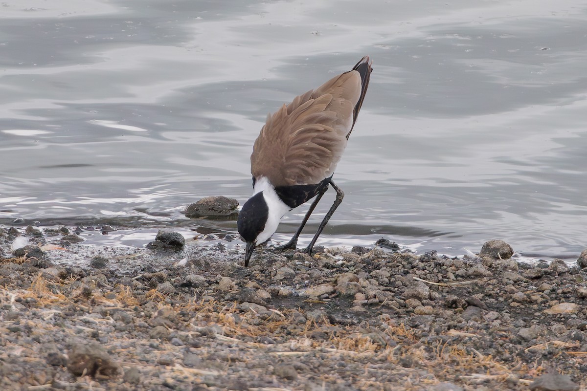 Spur-winged Lapwing - ML568977591