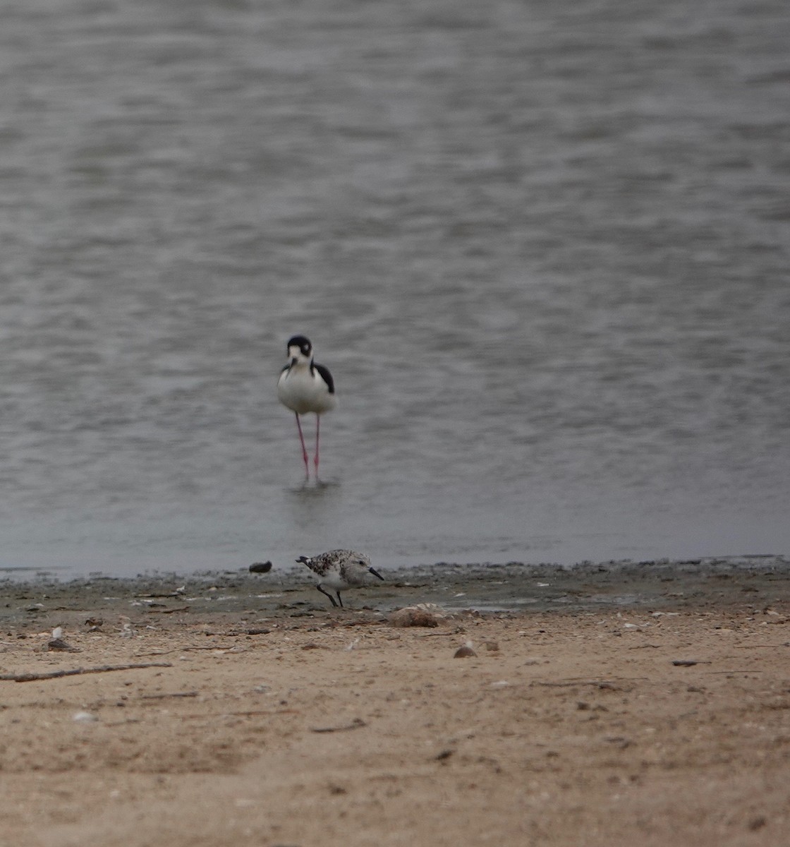 Sanderling - ML568977771