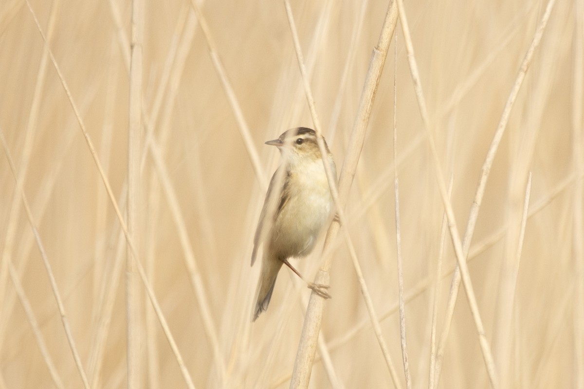 Sedge Warbler - ML568977961