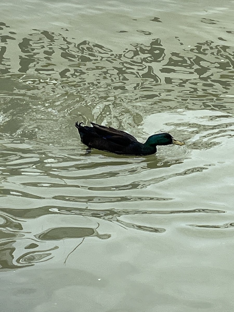 Mallard (Domestic type) - ML568978491