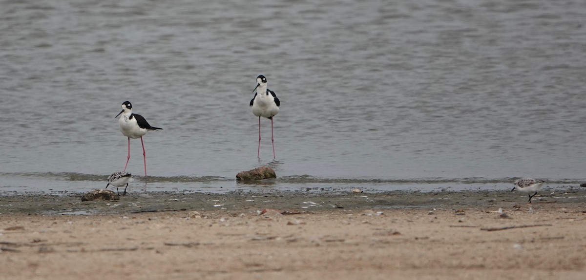 Sanderling - ML568978681