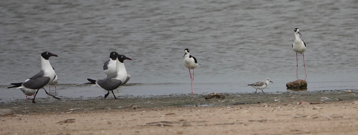 Sanderling - ML568978971