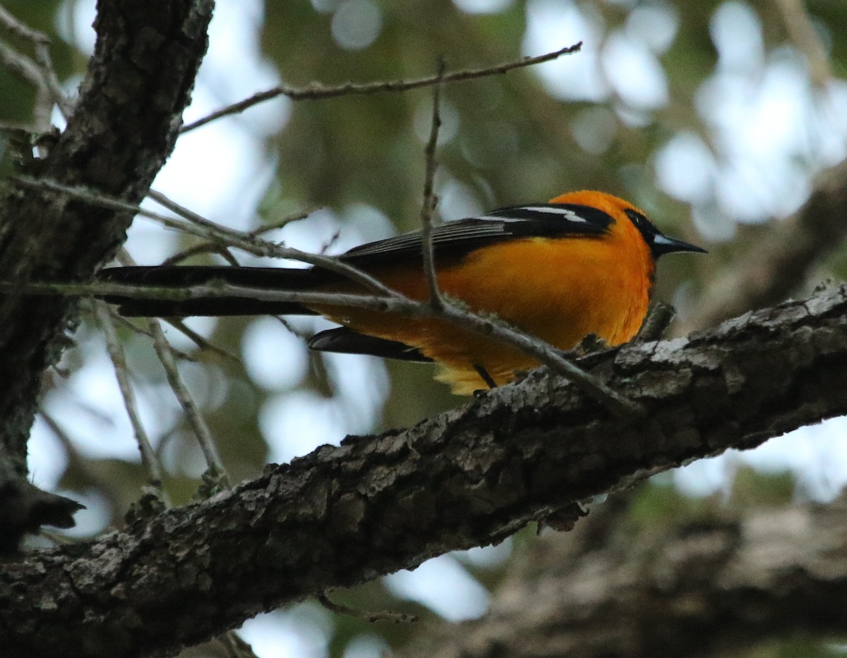 Hooded Oriole - ML568981191