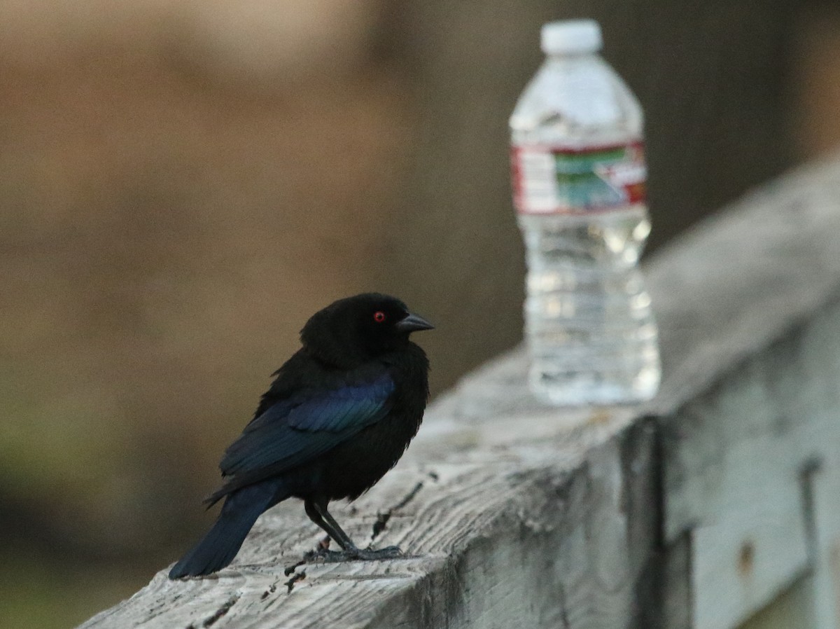 Bronzed Cowbird - River Ahlquist