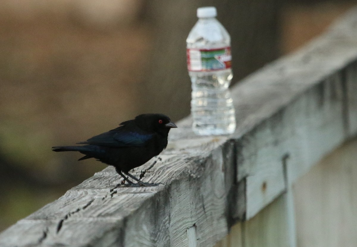 Bronzed Cowbird - River Ahlquist