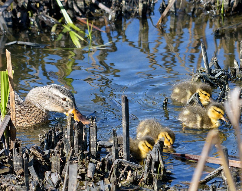 Mallard - Mike Bailey