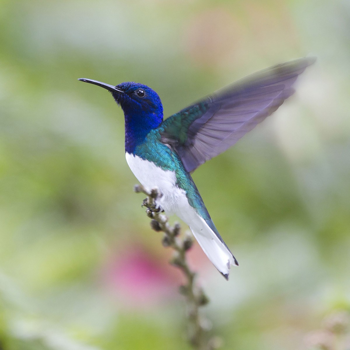 Weißnackenkolibri - ML56898291