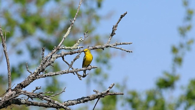 Golden-winged x Blue-winged Warbler (hybrid) - ML568983171