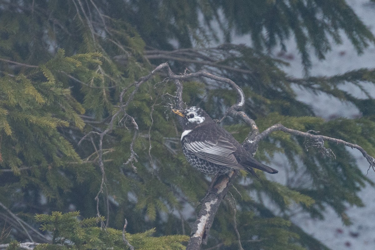 Zozo paparzuria - ML568983341