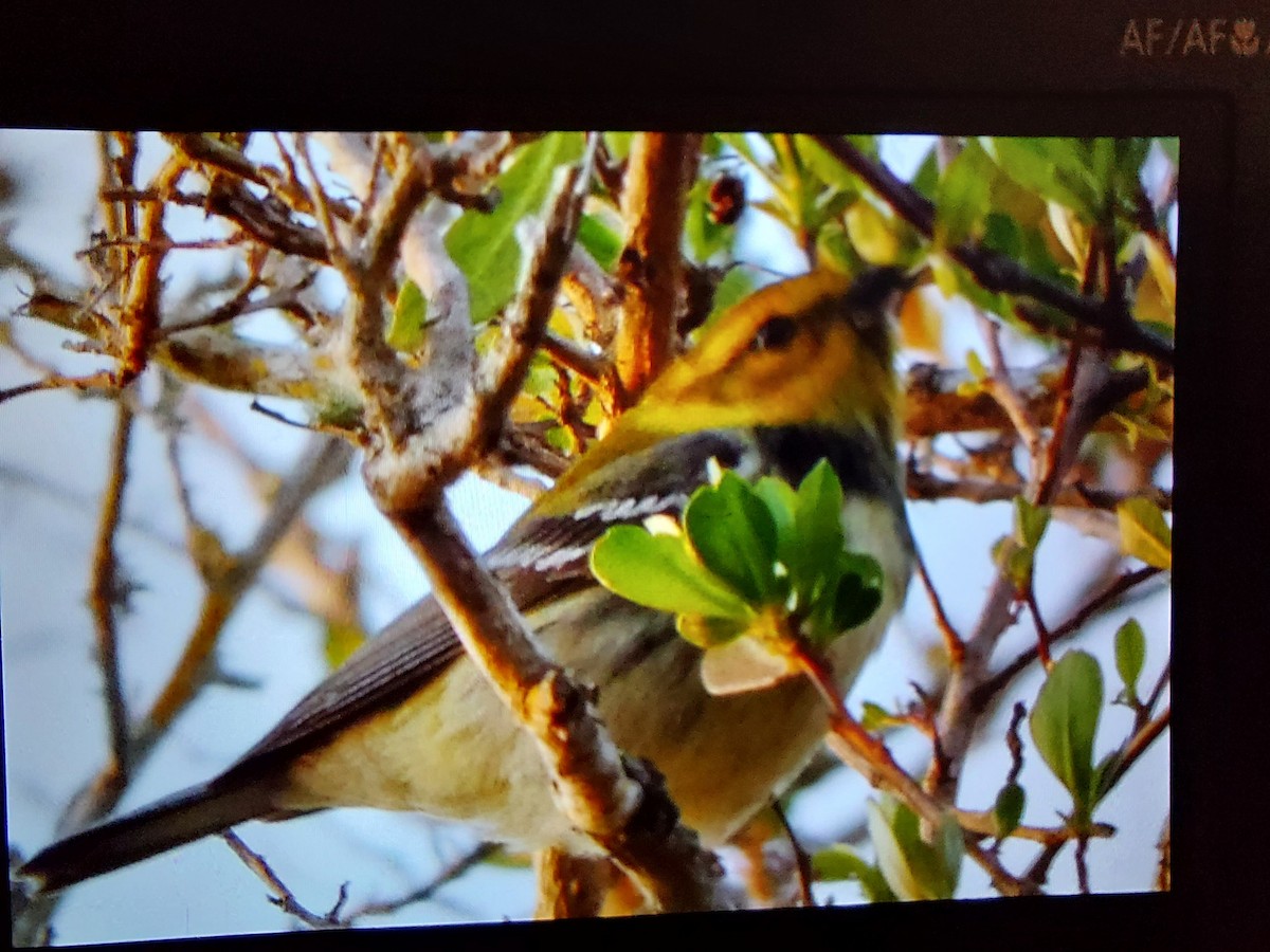 Grünmantel-Waldsänger - ML568983351