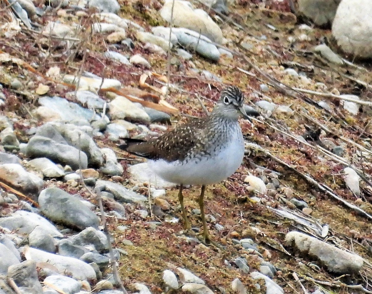 Solitary Sandpiper - ML568983501