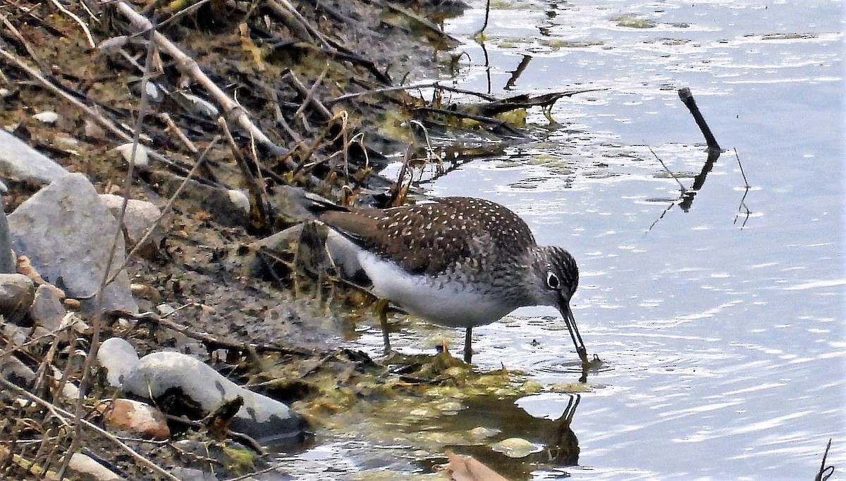 Solitary Sandpiper - ML568983571