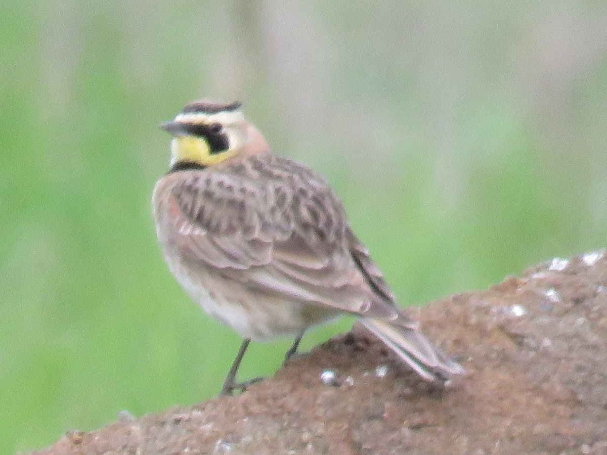 Horned Lark - ML568984641