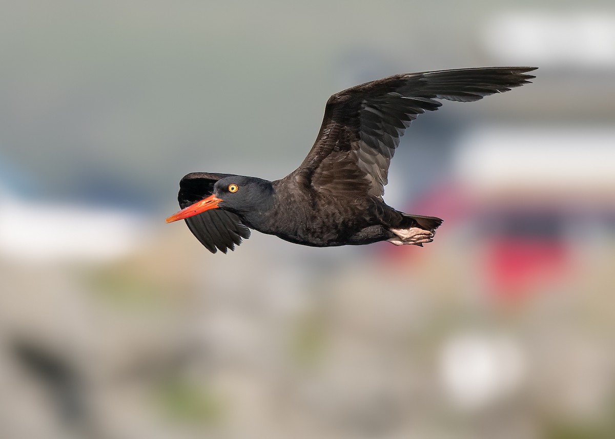 Black Oystercatcher - Julio Mulero