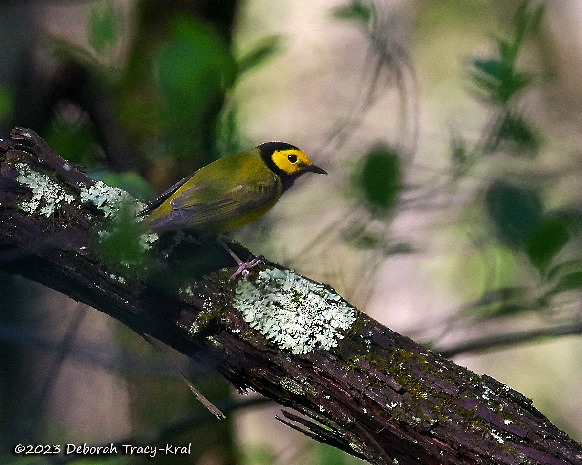 Hooded Warbler - ML568985081