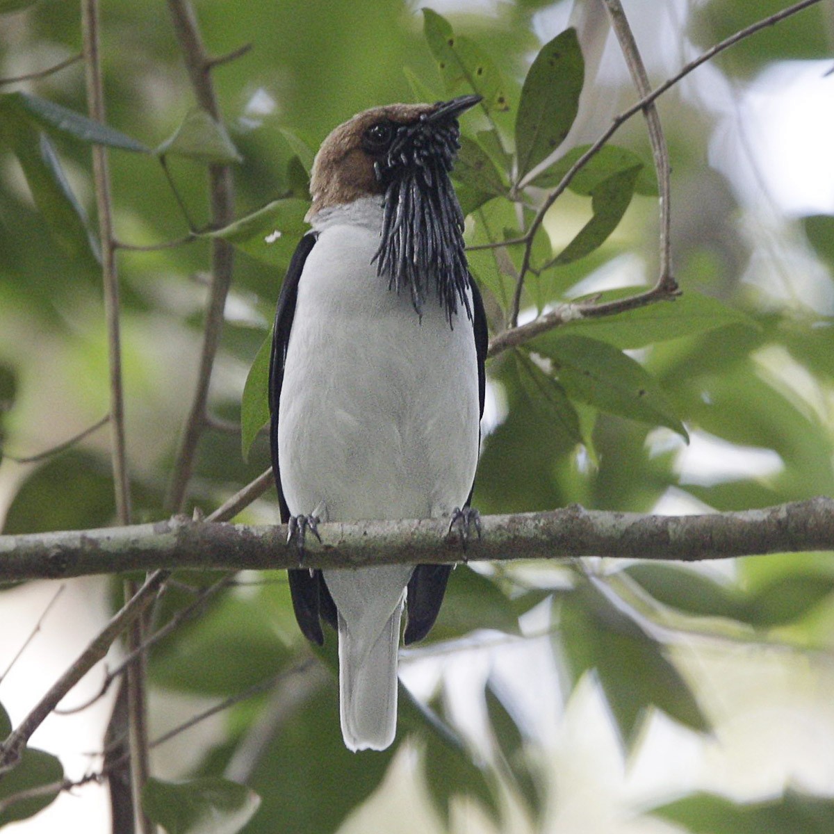 Bearded Bellbird - ML56898641