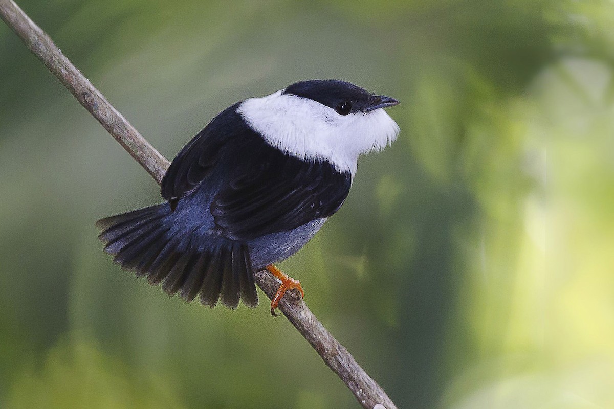 White-bearded Manakin - Peter Hawrylyshyn