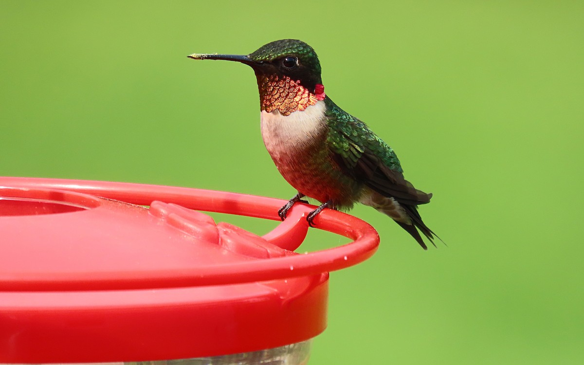 Ruby-throated Hummingbird - ML568987451